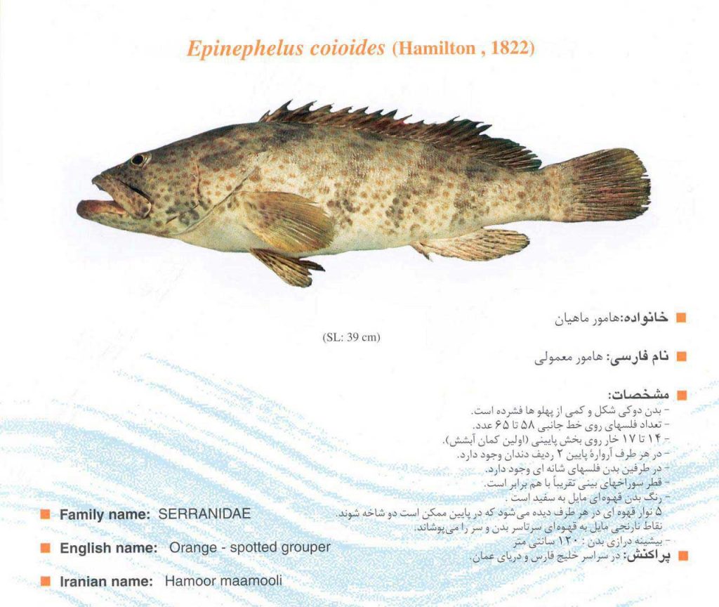 ماهی هامور معمولی
