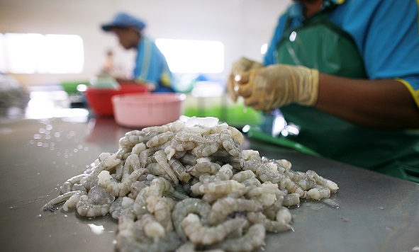 SAMUTSAKHON, THAILAND - MARCH 30:Thai workers process shrimps at Yuu shrimp factory on March 30, 2009 in Samutsakhon, Thailand. Thailand has become the world's leader in shrimp exports but due to the global economic slowdown Thai processed seafood export volumes have dropped to major markets like the US and Japan. (Photo by Chumsak Kanoknan/Getty Images)