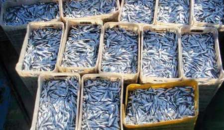 صید پنج هزارو811تن ماهی کیلکا در مازندران