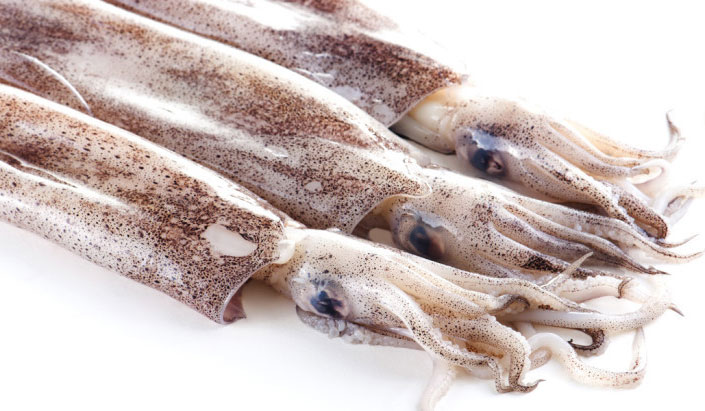 تولید و تجارت جهانی ماهی مرکب یا اسکویید