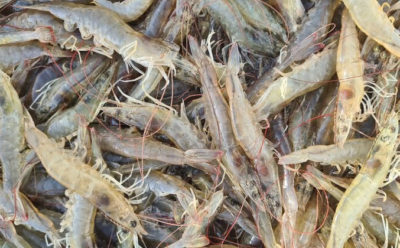 Global shrimp production sees significant growth in 2021