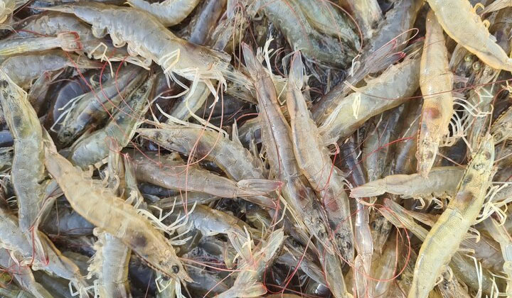 Global shrimp production sees significant growth in 2021