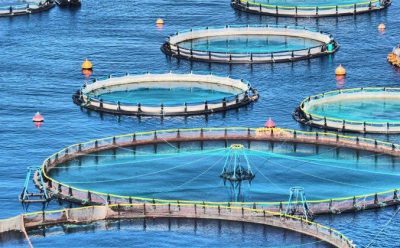 Iran’s aquaculture ranks 1st in Middle East