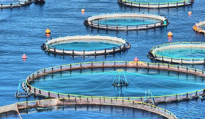 Iran’s aquaculture ranks 1st in Middle East