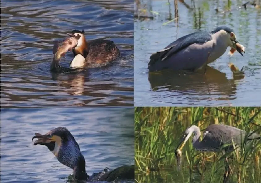 تأثیر حیات وحش بر تولید آبزیان/ آثار حفاظت از پرندگان بر آسیب رسانی به منابع آبزیان پرورشی و طبیعی و خسارت به پرورش دهندگان اروپایی