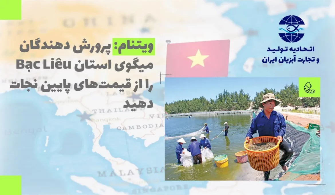 ویتنام: پرورش دهندگان میگوی استان Bạc Liêu را از قیمت‌های پایین نجات دهید