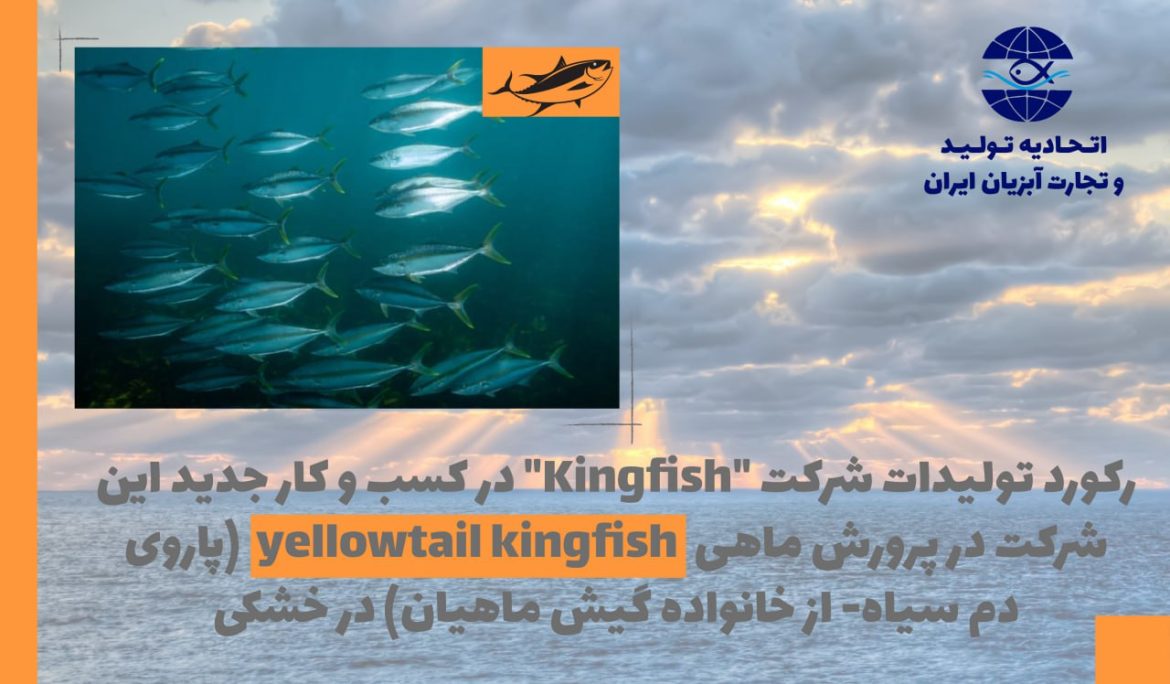 رکورد تولیدات شرکت Kingfish در کسب و کار جدید این شرکت در پرورش ماهی yellowtail kingfish در خشکی:   بهره وری 0.83 کیلوگرم رشد روزانه در متر مکعب ، FCR:۱.۲۷ و فرمولاسیون جدید خوراک از طریق کاهش مصرف مواد اولیه دریایی