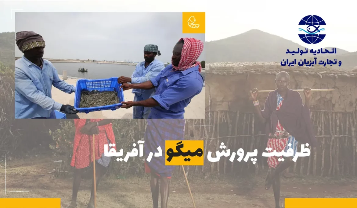ظرفیت پرورش میگو در آفریقا
