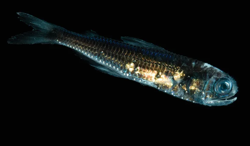 آیا تا به حال فکر کرده اید که چگونه می توانیم تاثیر ماهی های وحشی را در سبد غذایی خود محاسبه کنیم؟