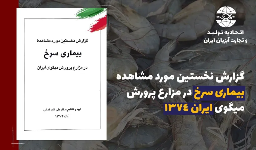 گزارش نخستین مورد مشاهده بیماری سرخ در مزارع پرورش میگوی ایران ۱۳۷۴