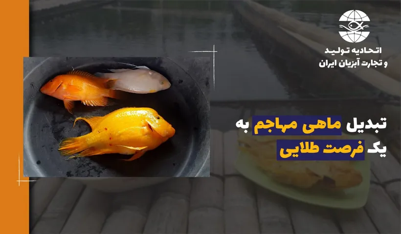 تبدیل ماهی مهاجم به یک فرصت طلایی