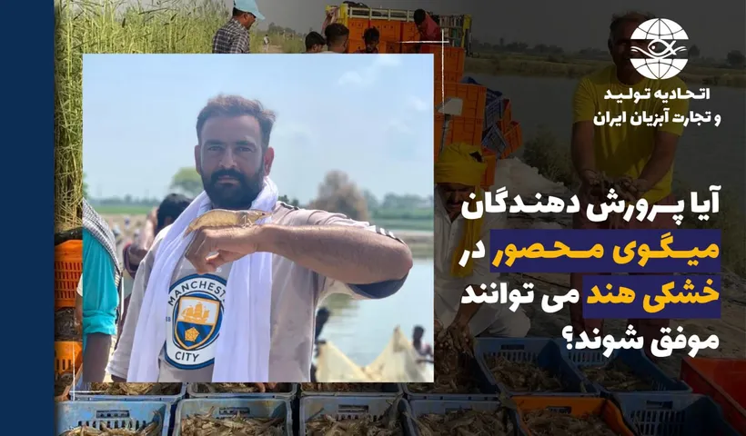 آیا پرورش دهندگان میگوی محصور در خشکی هند می‌توانند موفق شوند؟