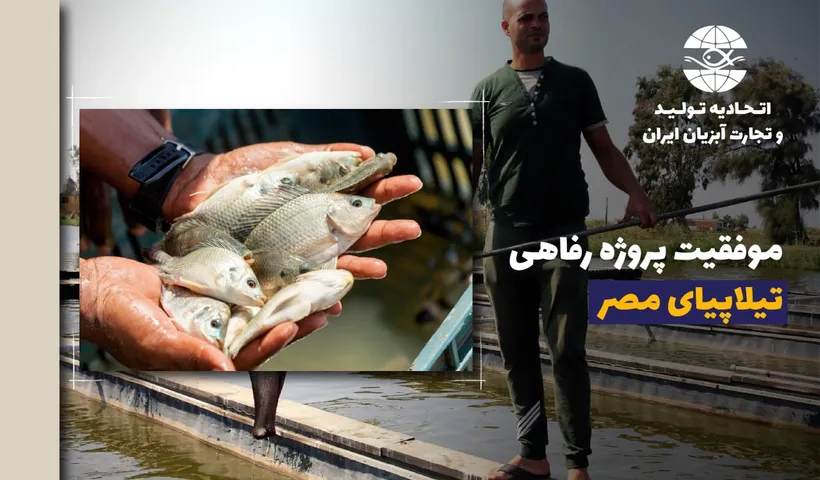موفقیت مصر در پروژه رفاه پرورش ماهی تیلاپیا