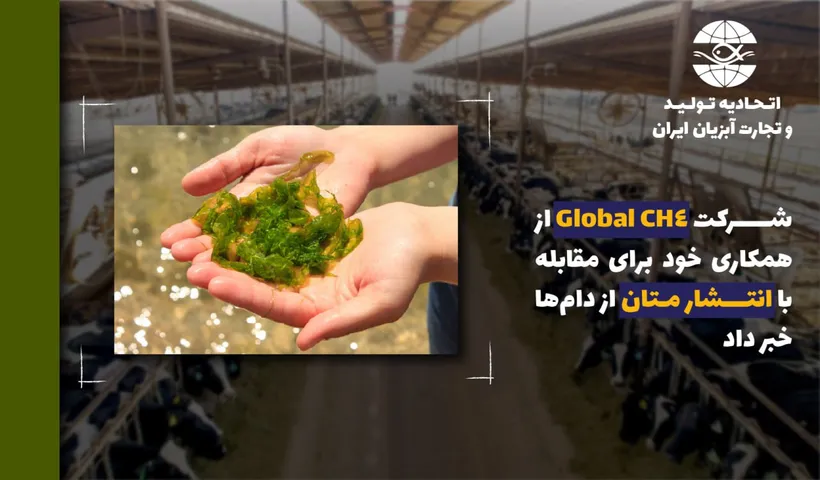 شرکت CH4 Global از همکاری خود برای مقابله با انتشار متان از دام‌ها با استفاده از مکمل های مبتنی بر جلبک دریایی خبر داد