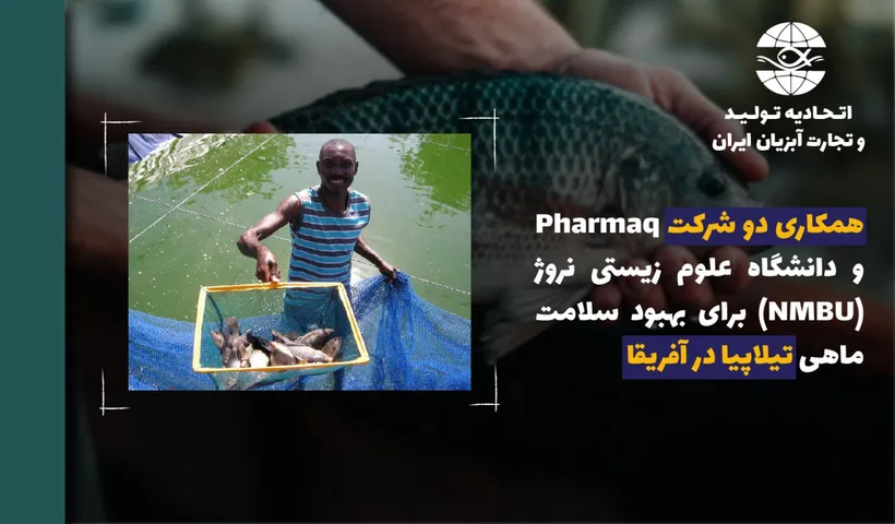 شرکت Pharmaq و دانشگاه علوم زیستی نروژ (NMBU) برای بهبود سلامت ماهی تیلاپیا در آفریقا همکاری می‌کنند