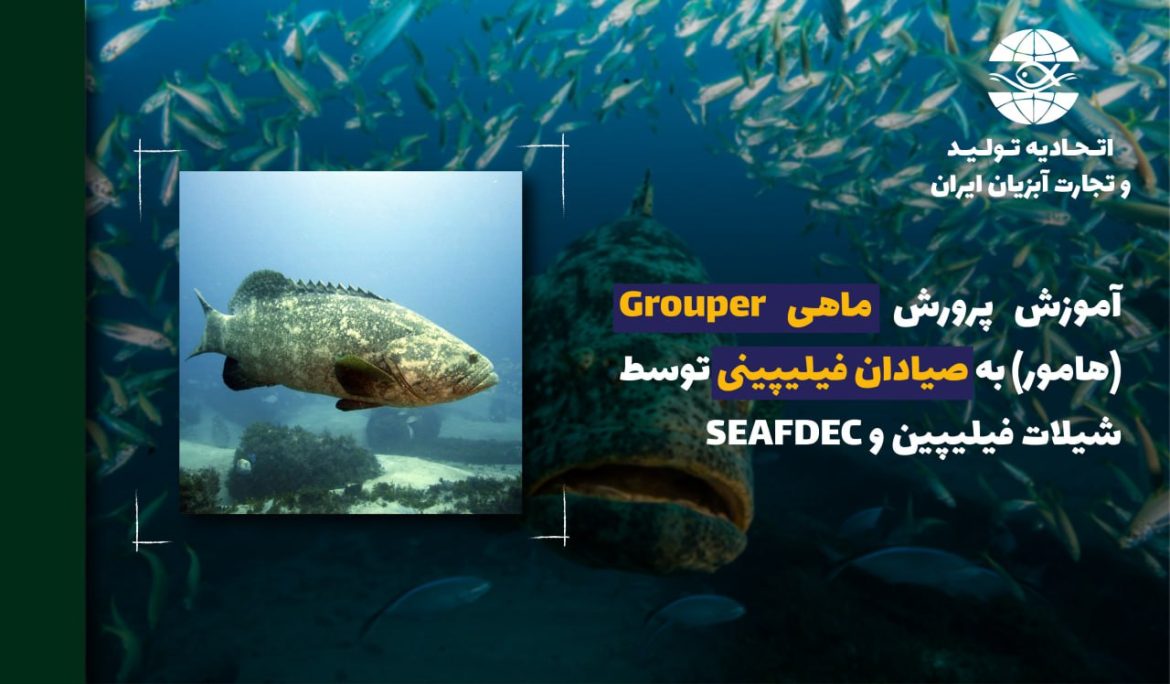 آموزش پرورش ماهی Grouper (هامور) به صیادان فیلیپینی توسط شیلات فیلی پین و SEAFDEC