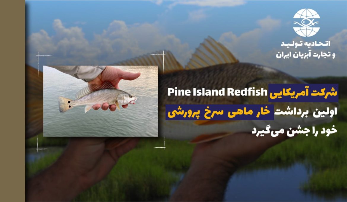 شرکت آمریکایی Pine Island Redfish اولین برداشت خار ماهی سرخ پرورشی خود را جشن می‌گیرد