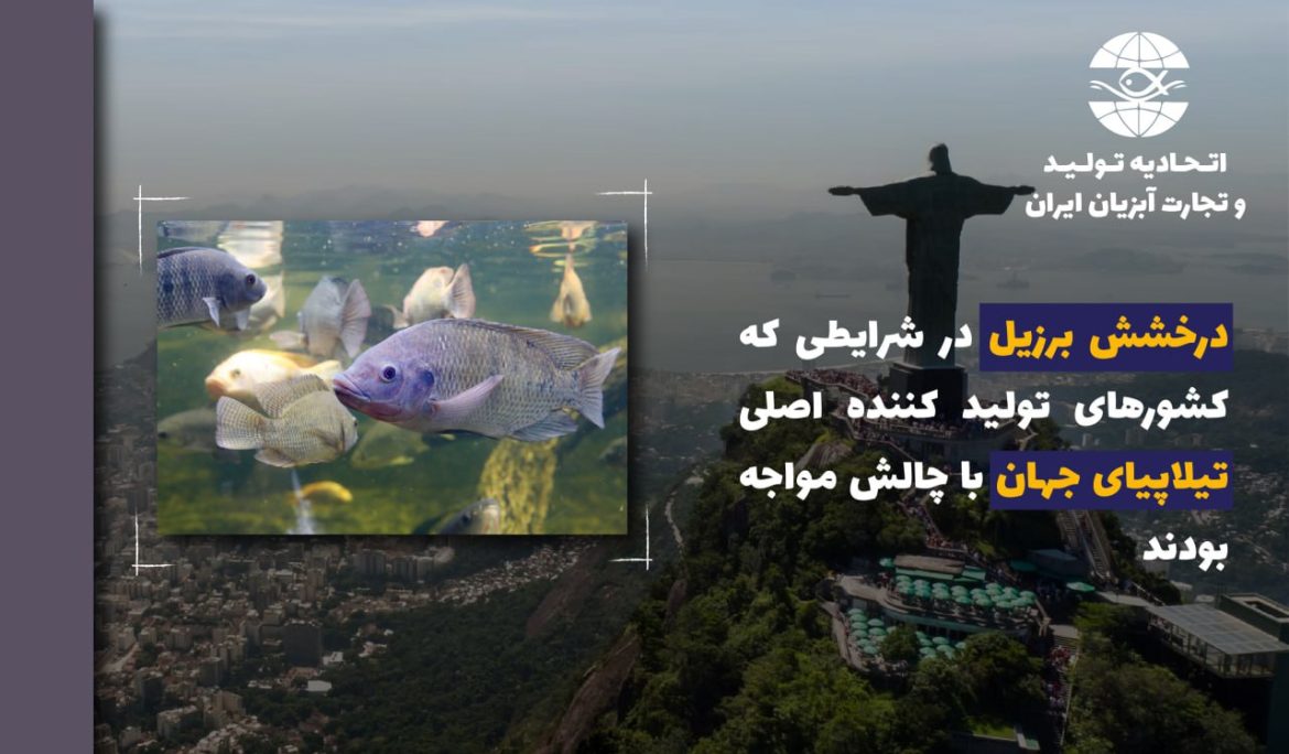 درخشش برزیل در شرایطی که کشورهای تولید کننده اصلی تیلاپیای جهان با چالش مواجه بودند