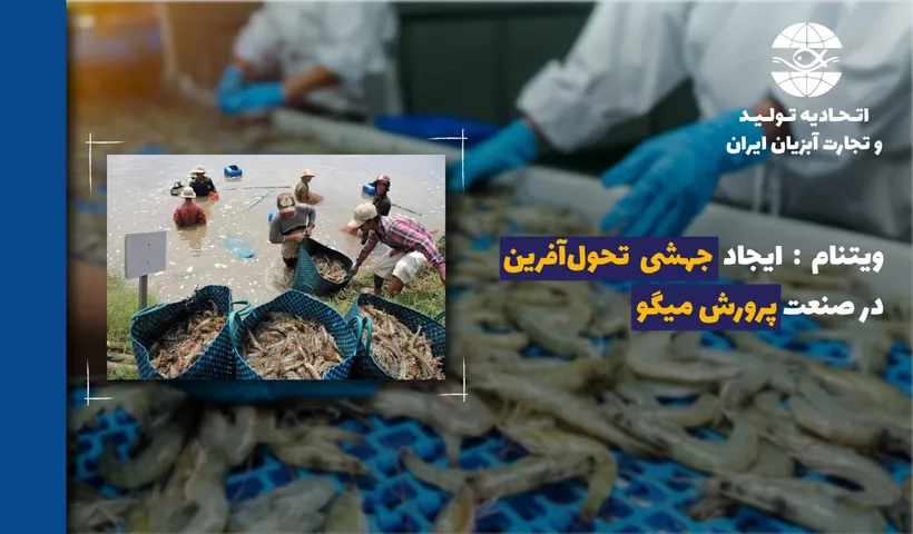 ویتنام: ایجاد جهشی تحولآفرین در صنعت پرورش میگو