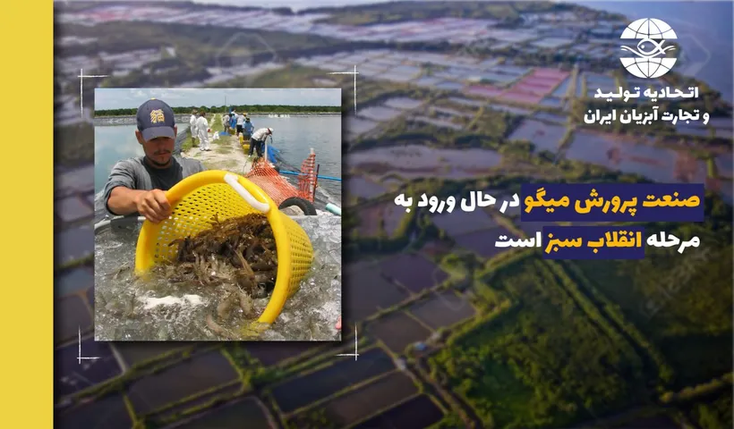 صنعت پرورش میگو در حال ورود به مرحله انقلاب سبز است
