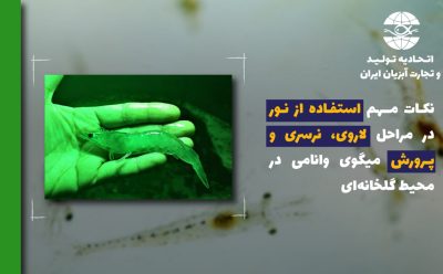 نکات مهم استفاده از نور در مراحل لاروی، نرسری و پرورش میگوی وانامی در محیط گلخانه‌ای