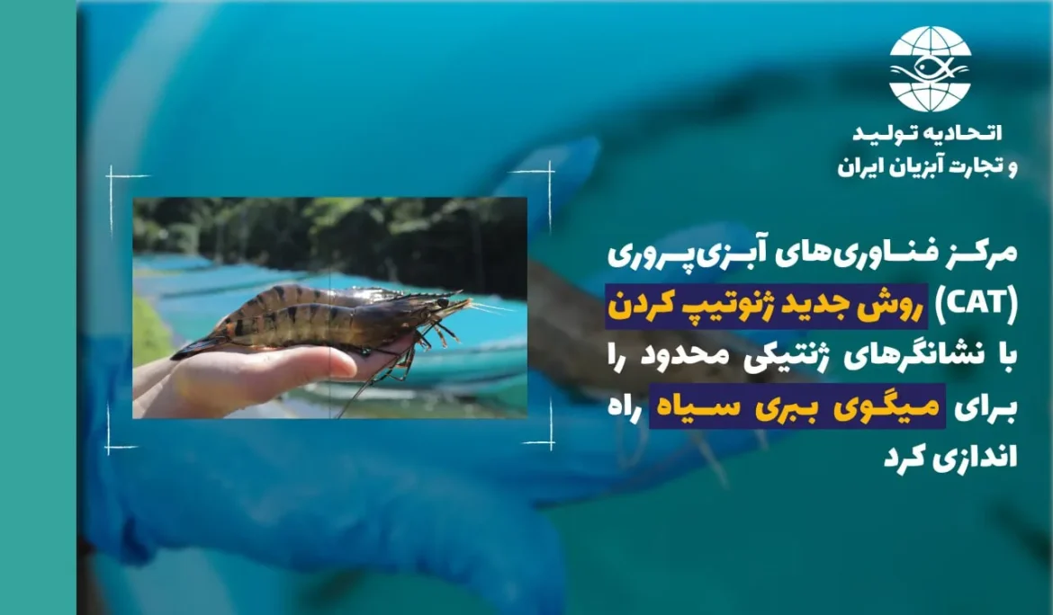 مرکز فناوری‌های آبزی‌پروری (CAT)  روش جدید ژنوتیپ‌ کردن با نشانگرهای ژنتیکی محدود را برای میگوی ببری سیاه راه‌اندازی کرد/  گامی نوین در پیشبرد نوآوری‌های ژنتیکی کاربردی در اصلاح‌ نژاد Penaeus monodon