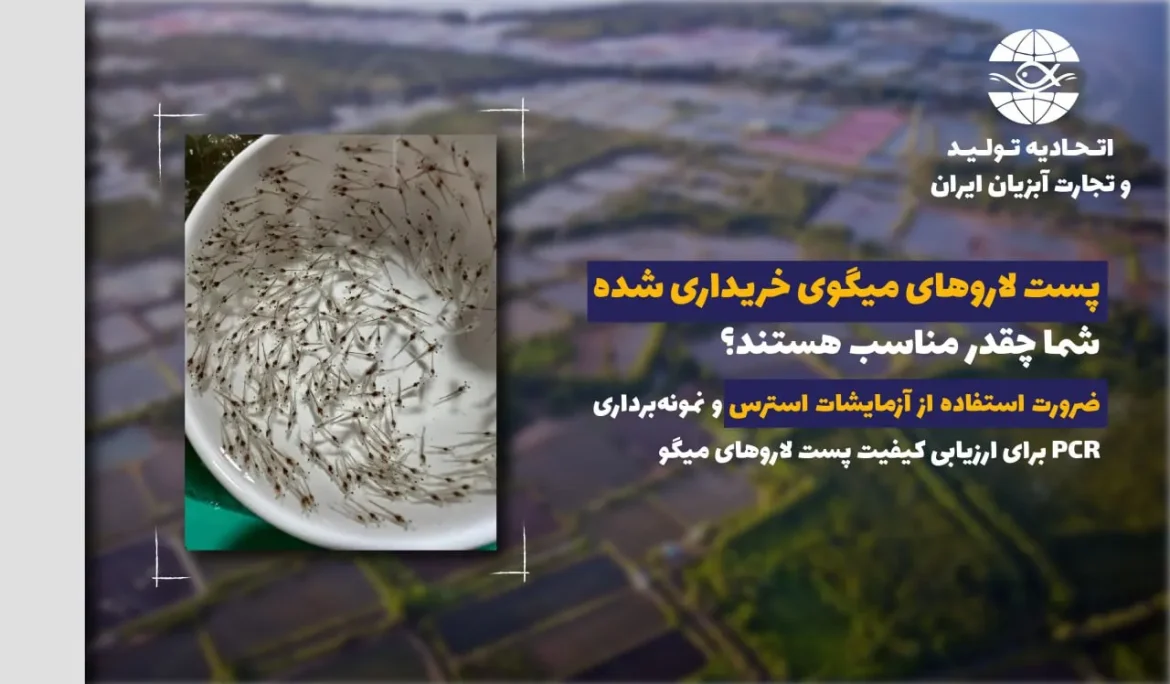 اصول ارزیابی پست لاروهای میگو قبل از ذخیره سازی ضرورت استفاده از آزمایشات استرس و نمونه‌برداری PCR برای ارزیابی کیفیت پست لاروهای میگو