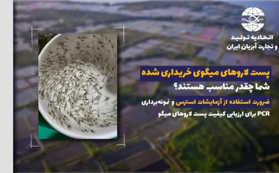 اصول ارزیابی پست لاروهای میگو قبل از ذخیره سازی ضرورت استفاده از آزمایشات استرس و نمونه‌برداری PCR برای ارزیابی کیفیت پست لاروهای میگو