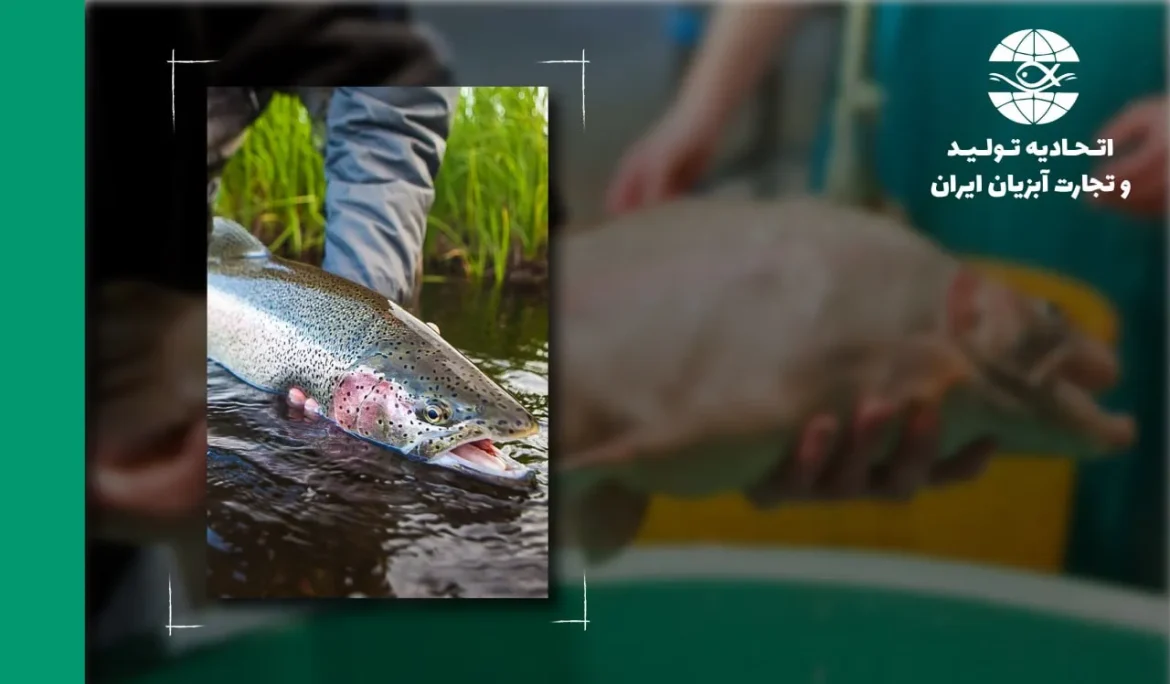 کلیدهای ژنتیکی برای افزایش بازده فیله در ماهی قزلآلا (Rainbow Trout)