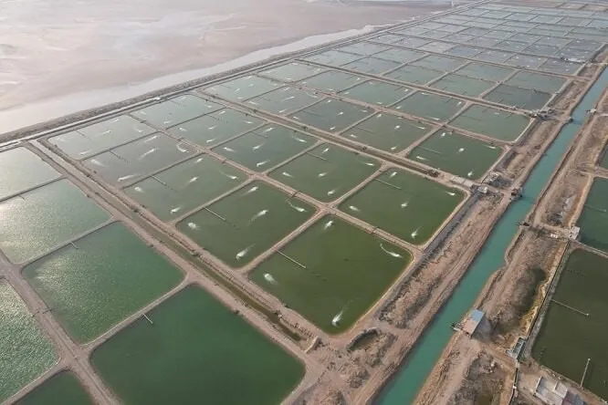 Iran’s Shrimp Farming Industry: A Comprehensive Outlook on Its Past, Present, and Future