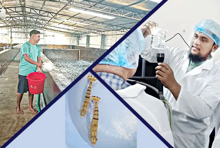 صنعت میگوی بنگلادش بدهی، بیماری و بچه میگوهای ضعیف ، صادرات میگو را فلج کرده‌اند