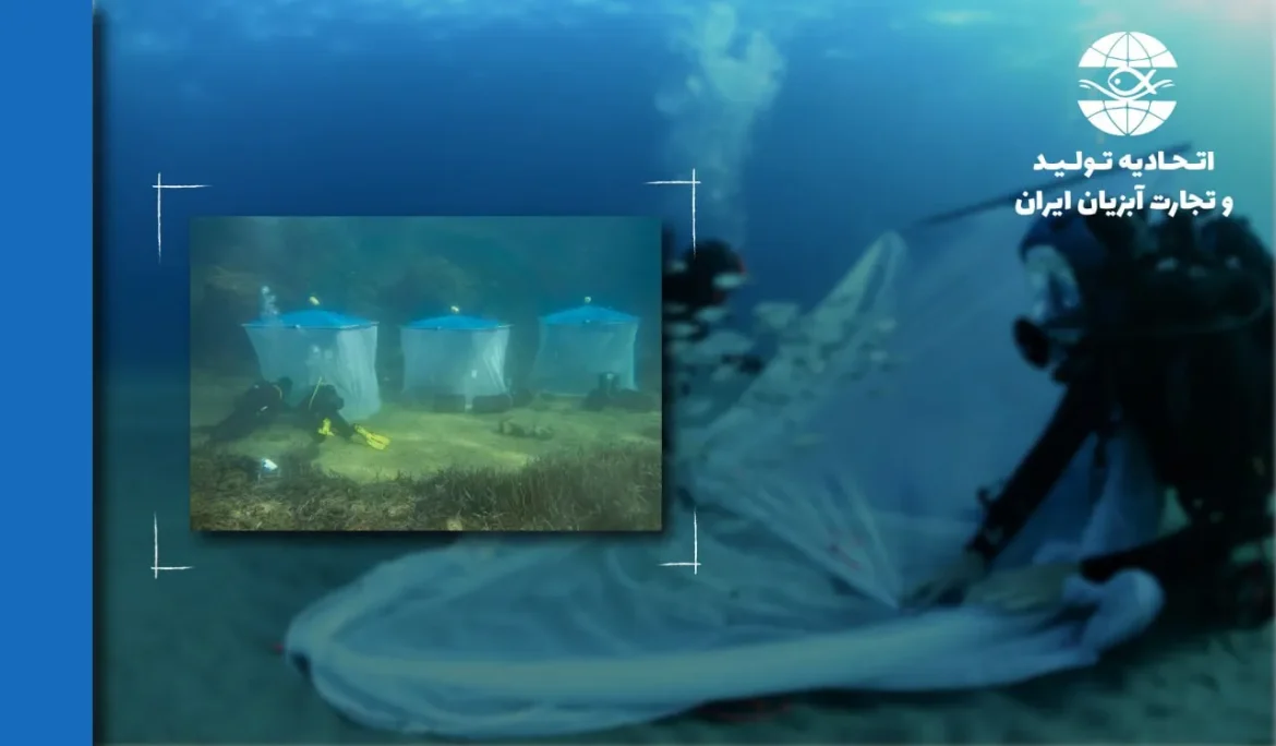 پرورش ماهیان وحشی برای بازسازی اکوسیستم‌های دریایی