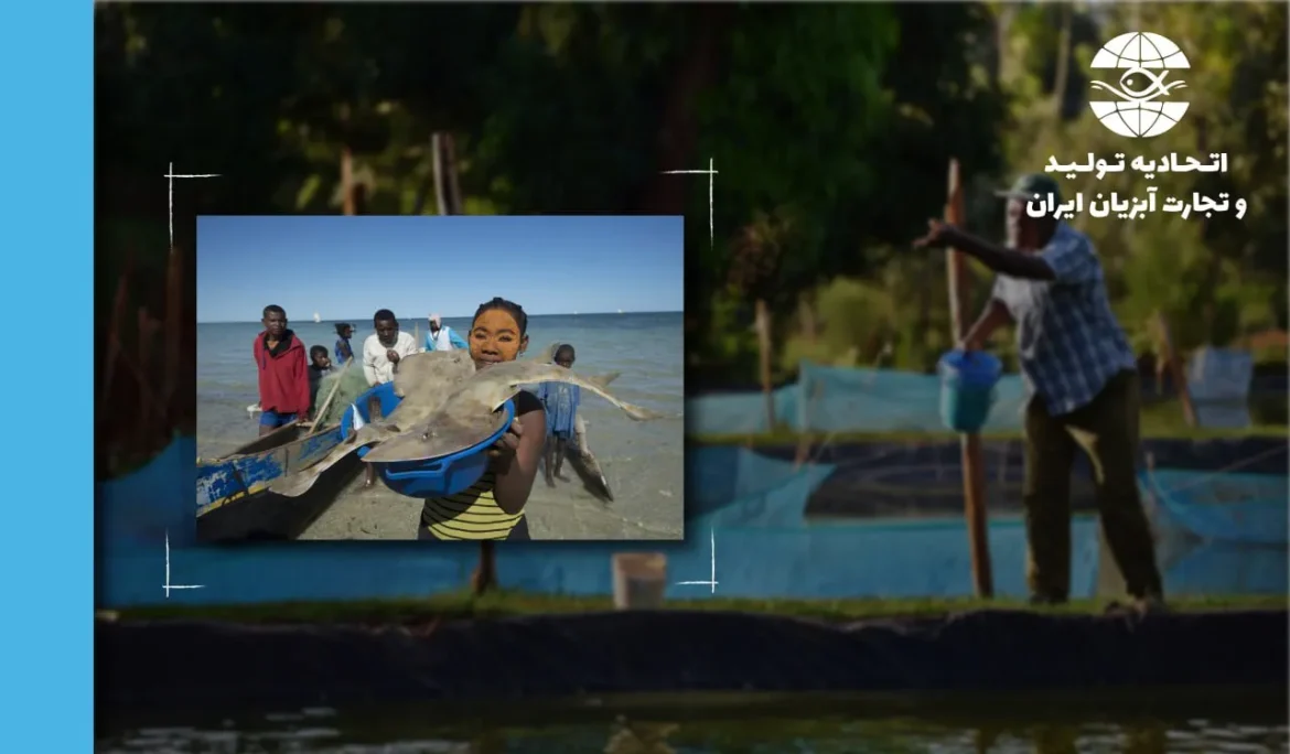 انتشار جدیدترین سالنامه سازمان خواربار و کشاورزی ملل متحد (FAO) با داده‌های سال ۲۰۲۳  آبزی‌پروری رکوردهای تازه‌ای را ثبت کرده، در حالی‌که صید از دریاها در سطح پایدار باقی مانده است