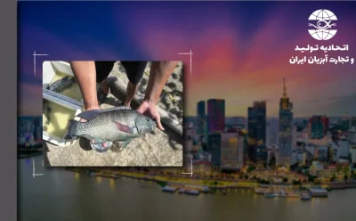 ویتنام: رشد سه برابری صادرات تیلاپیا  و هدف‌گذاری برای تبدیل به یک صنعت کلیدی جدید