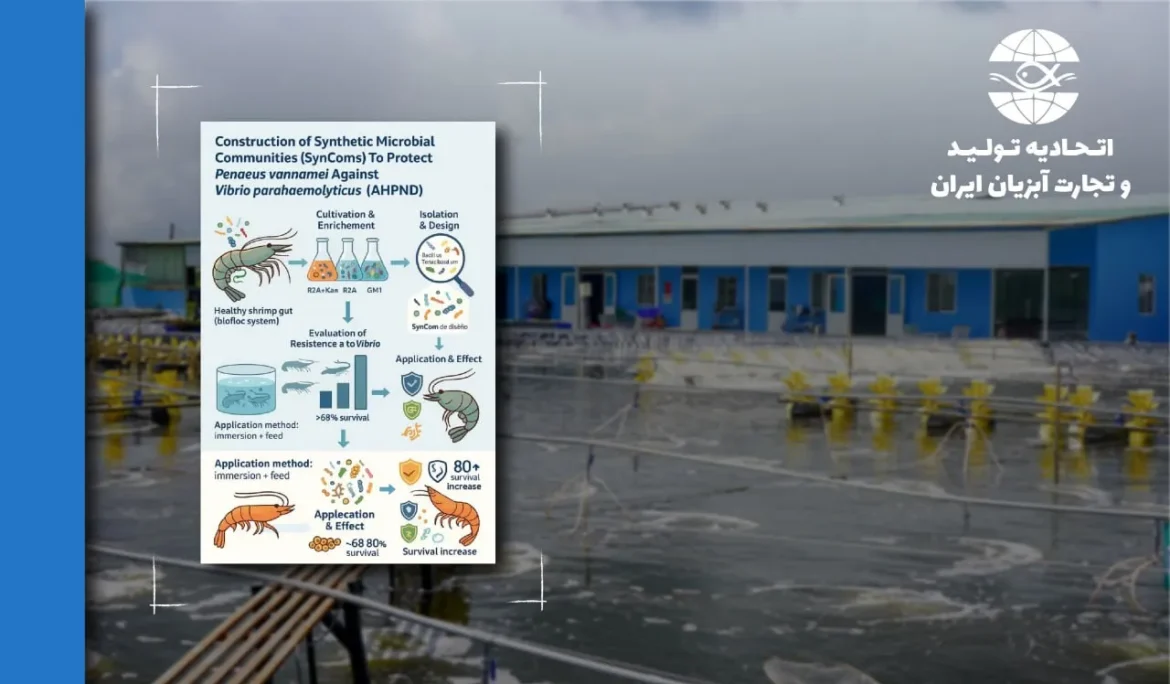 پروبیوتیک‌های نسل بعدی: چگونه یک «فرا‌جامعه» باکتریایی ایجاد کنیم تا میگوها را در برابر ویبریو محافظت کند