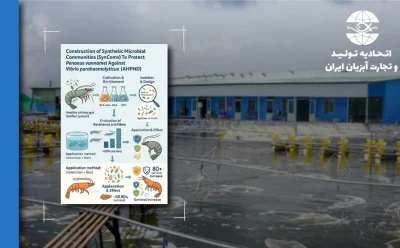 پروبیوتیک‌های نسل بعدی: چگونه یک «فرا‌جامعه» باکتریایی ایجاد کنیم تا میگوها را در برابر ویبریو محافظت کند