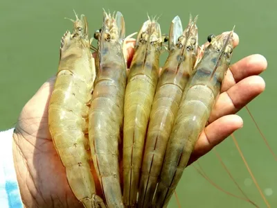 نژادهای میگوی عاری از پاتوژن خاص (SPF): حد فاصل ژنتیکی برای پرورش میگوی بدون بیماری