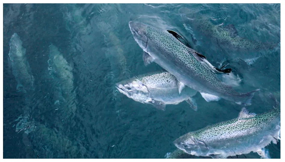 امنیت و محافظت تاب‌آور از آبزی‌پروری فراساحلی با استفاده از سامانه راداری