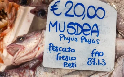 بخش پنجم از ترجمه جامع شماره  مجله   GLOBEFISH HIGHLIGHTS      3 ISSUE 2025   منتشر شده در دسامبر 2025  کفزیان (Groundfish) و گربه ماهی (Pangasius)