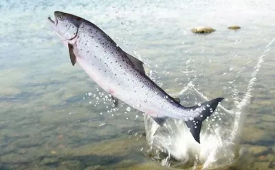 رشد شتابنده تولید و صادرات ماهی قزل آلای نروژی