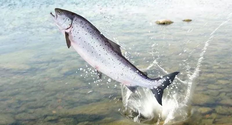 رشد شتابنده تولید و صادرات ماهی قزل آلای نروژی