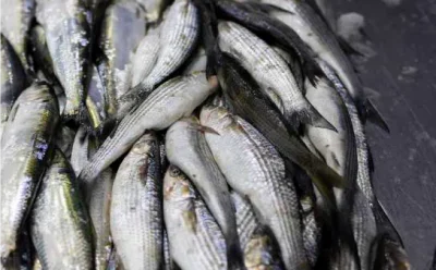 بخش سیزدهم از ترجمه جامع شماره 4 مجله GLOBEFISH  2025   GLOBEFISH HIGHLIGHTS   International markets for fisheries and aquaculture products  4 ISSUE 2025 منتشر شده در January–June 2026