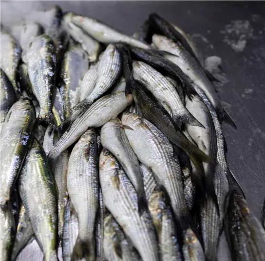 بخش سیزدهم از ترجمه جامع شماره 4 مجله GLOBEFISH  2025   GLOBEFISH HIGHLIGHTS   International markets for fisheries and aquaculture products  4 ISSUE 2025 منتشر شده در January–June 2026