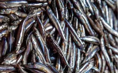 بخش شانزدهم از ترجمه جامع شماره 4 مجله GLOBEFISH  2025   GLOBEFISH HIGHLIGHTS   International markets for fisheries and aquaculture products  4 ISSUE 2025 منتشر شده در January–June 2026