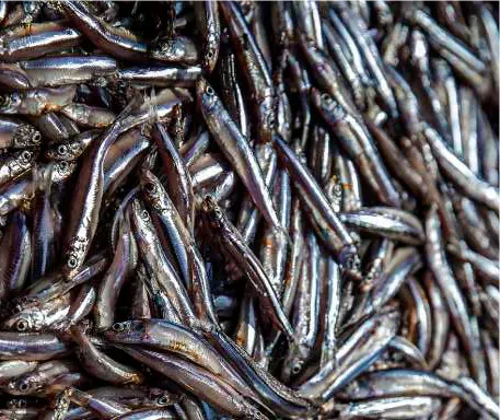 بخش شانزدهم از ترجمه جامع شماره 4 مجله GLOBEFISH  2025   GLOBEFISH HIGHLIGHTS   International markets for fisheries and aquaculture products  4 ISSUE 2025 منتشر شده در January–June 2026